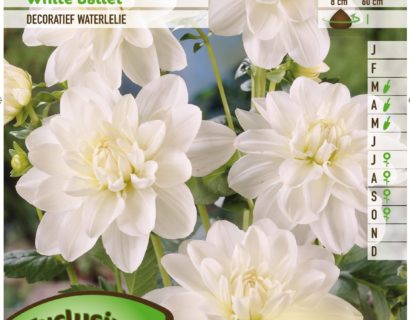 Dahlia ‘White Ballet’ - Waterlelie