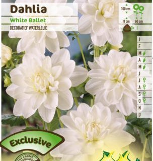 Dahlia ‘White Ballet’ - Waterlelie