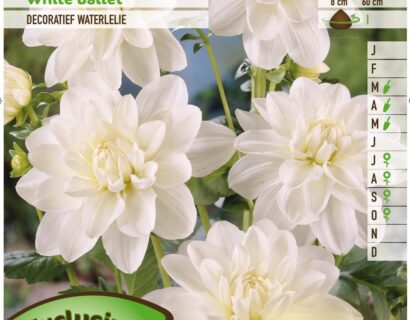 Dahlia ‘White Ballet’