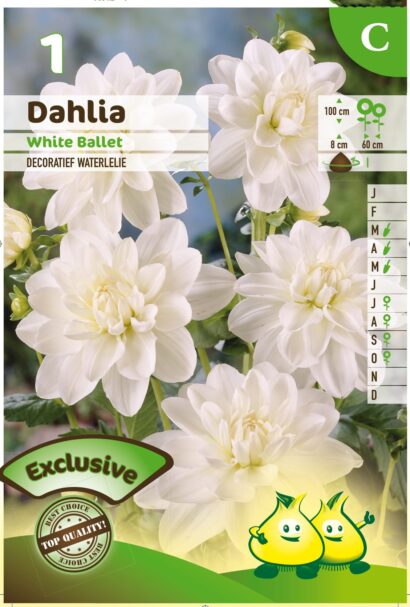 Dahlia ‘White Ballet’ - Waterlelie