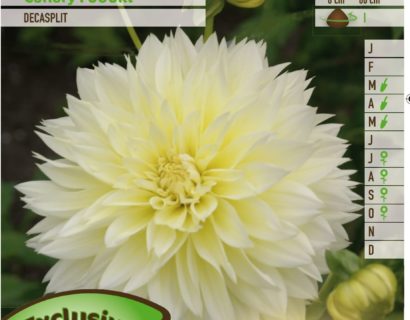 Dahlia ‘Canary Fubuki’ - Dahlia