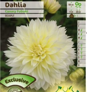 Dahlia ‘Canary Fubuki’ - Dahlia