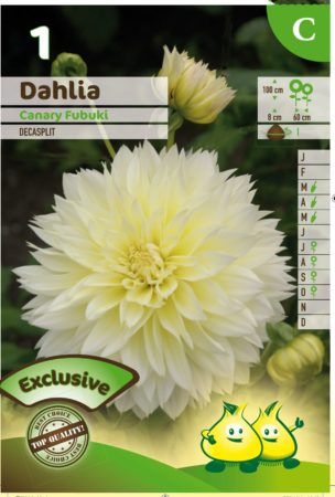 Dahlia ‘Canary Fubuki’ - Dahlia