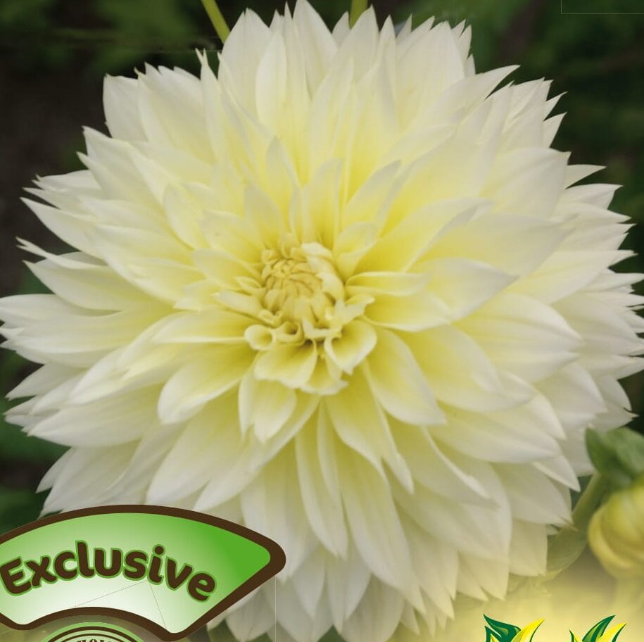 Dahlia ‘Canary Fubuki’ - Dahlia