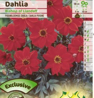 Dahlia ‘Bischop of Llandaff’ - Pioenbloemige Dahlia
