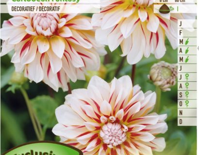 Dahlia ‘Caribbean Fantasy’ - Dahlia