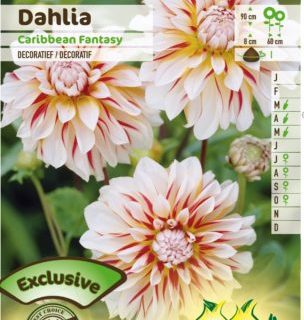 Dahlia ‘Caribbean Fantasy’ - Dahlia