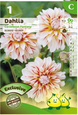 Dahlia ‘Caribbean Fantasy’ - Dahlia