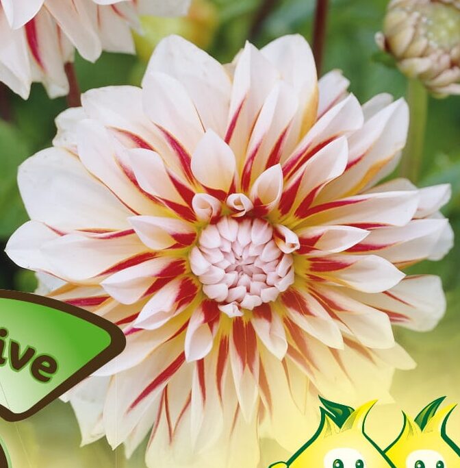 Dahlia ‘Caribbean Fantasy’ - Dahlia
