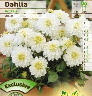 Dahlia ‘Art Fair’ - Dahlia