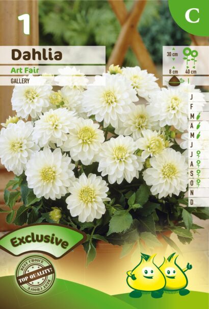 Dahlia ‘Art Fair’ - Dahlia