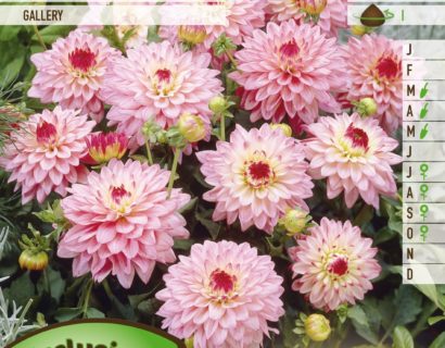 Dahlia ‘Salvador’ - Dahlia