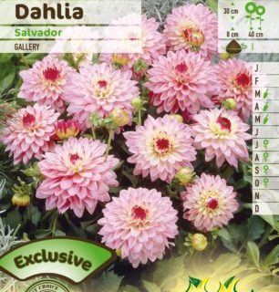 Dahlia ‘Salvador’ - Dahlia