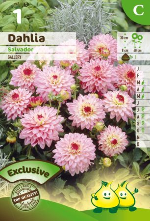 Dahlia ‘Salvador’ - Dahlia