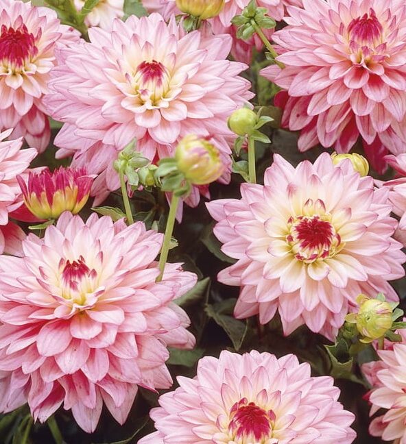 Dahlia ‘Salvador’ - Dahlia