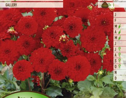 Dahlia ‘Singer’ - Dahlia