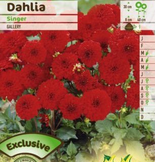 Dahlia ‘Singer’ - Dahlia