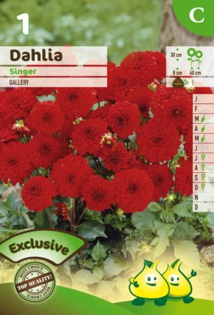 Dahlia ‘Singer’ - Dahlia