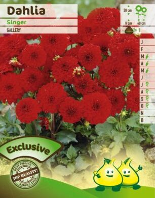 Dahlia 'Singer' - Dahlia kopen - Maréchal