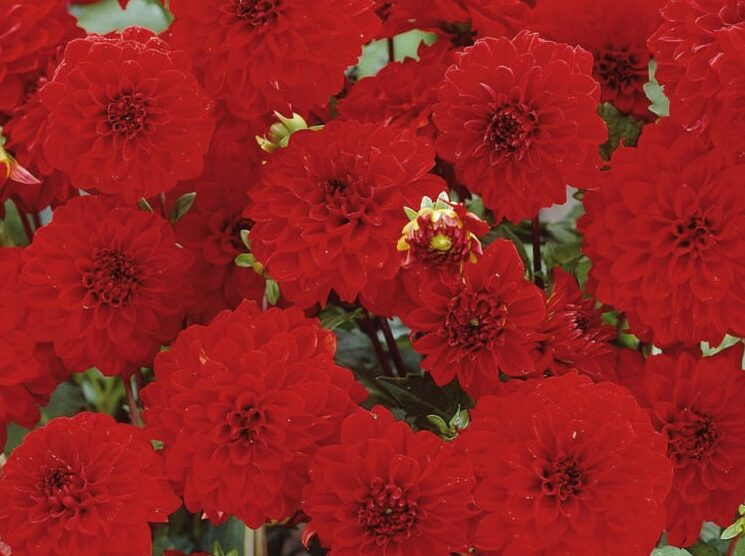 Dahlia ‘Singer’ - Dahlia