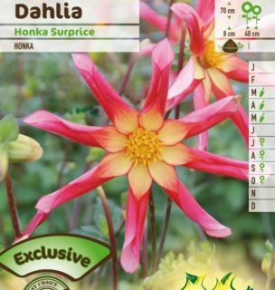 Dahlia ‘Honka Surprise’ - Dahlia