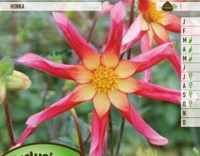 Dahlia ‘Honka Surprise’ - Dahlia