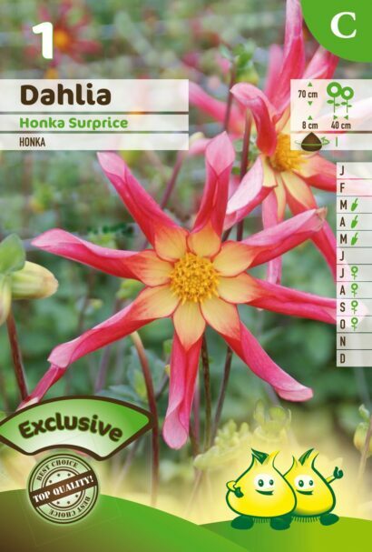 Dahlia ‘Honka Surprise’ - Dahlia