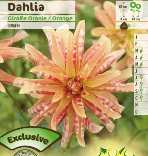 Dahlia ‘Giraffe’ - Dahlia
