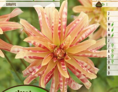 Dahlia ‘Giraffe’ - Dahlia