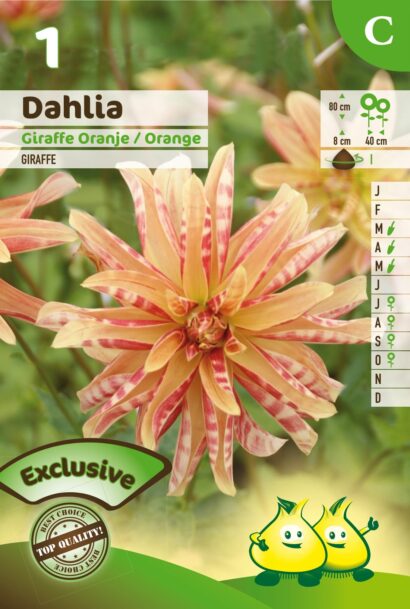 Dahlia ‘Giraffe’ - Dahlia