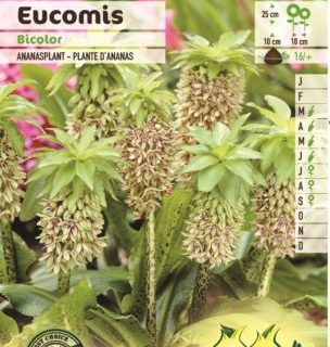 Eucomis bicolor - Ananasplant