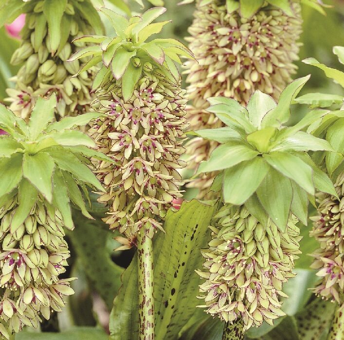 Eucomis bicolor - Ananasplant