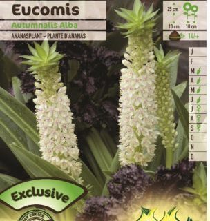 Eucomis autumnalis ‘Alba’ - Ananasplant