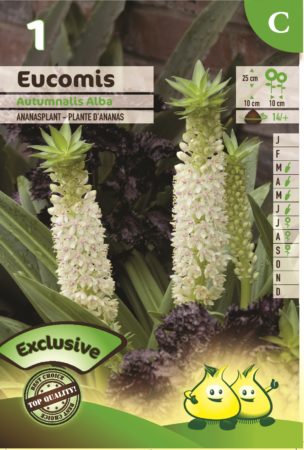 Eucomis autumnalis ‘Alba’ - Ananasplant