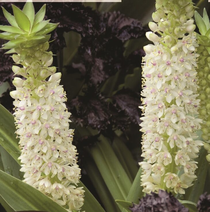 Eucomis autumnalis ‘Alba’ - Ananasplant