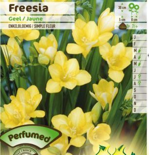 Freesia geel - Ananasplant