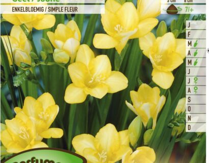 Freesia geel - Ananasplant