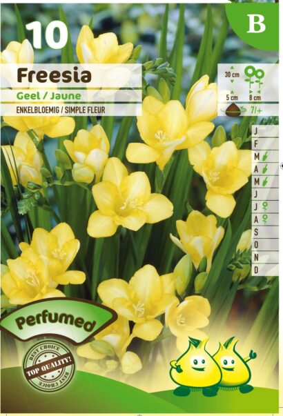 Freesia geel - 