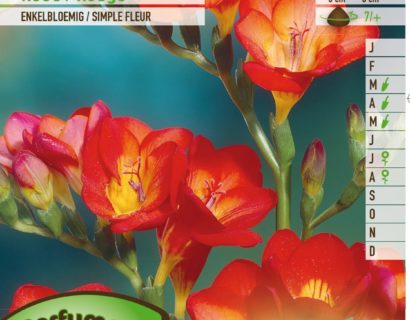 Freesia rood -