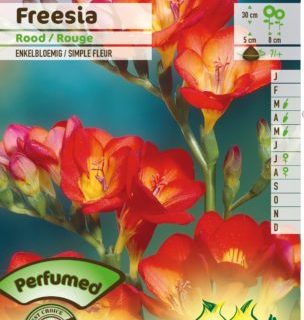 Freesia rood - Freesia