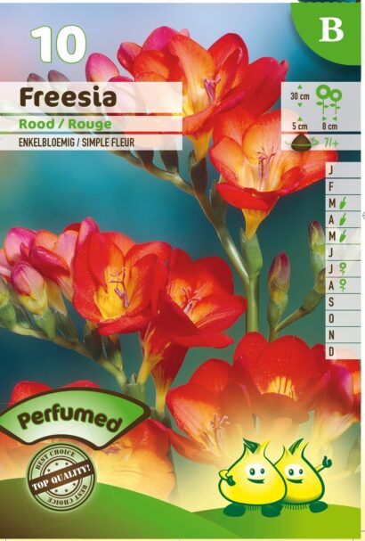 Freesia rood - 