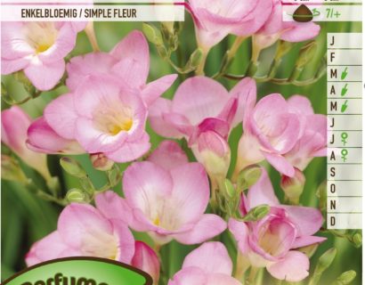 Freesia roze -