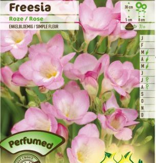 Freesia roze - Freesia