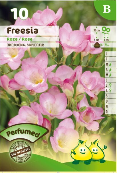 Freesia roze - 