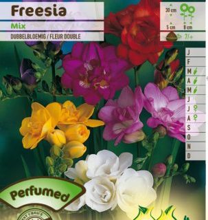 Freesia dubbel mix - Ananasplant