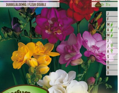 Freesia dubbel mix - Ananasplant