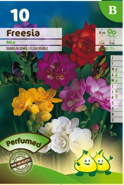 Freesia dubbel mix - 