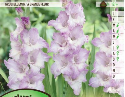 Gladiolus ‘Blue Frost’ - Gladiool