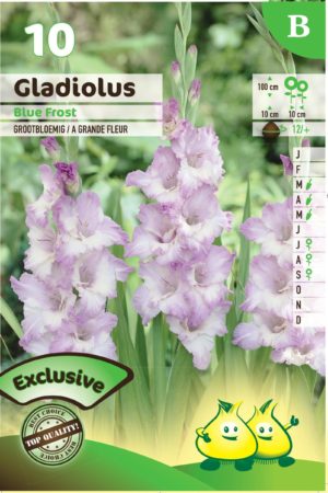 Gladiolus ‘Blue Frost’ - Gladiool