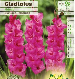 Gladiolus ‘Fidelio’ - Gladiool